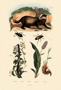 Badger by French School